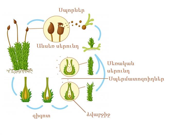 diagrama-que-muestra-el-ciclo-de-vida-del-musgo_1308-5477.jpg