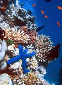 Blue_Linckia_Starfish.JPG