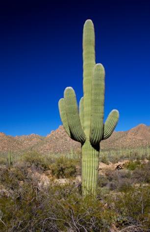 Saguaro.jpg