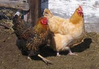 Chickens.jpg