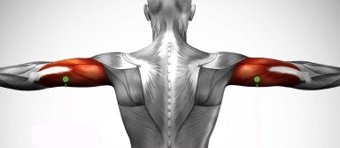 բազկի եռագլուխ.jpg