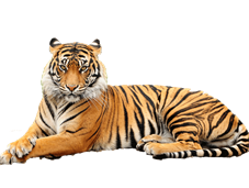 tiger_png-.png