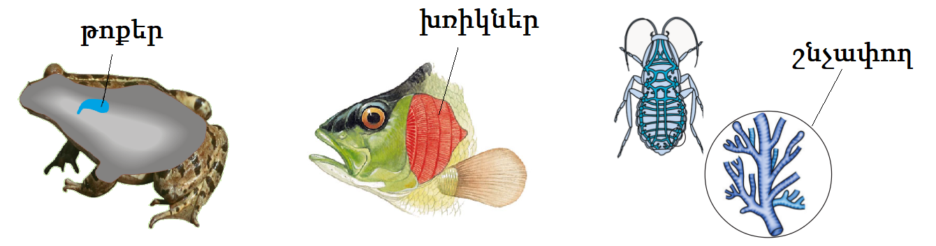 0014-021-Legochnoe-dykhanie.png