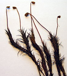 Polytrichum_formosum1_resize.jpg