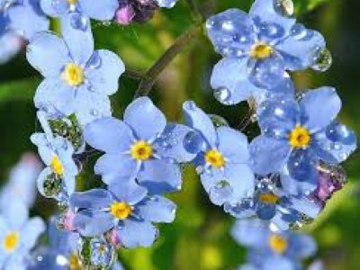 Աստղիկ Հակոբյան