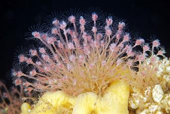 picture_of_the_day_ectopleura_larynx_1.jpg