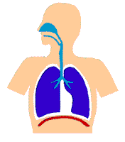 Imagen-animada-Pulmones-04.gif