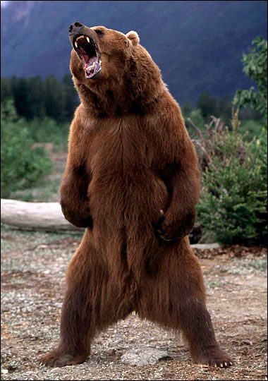 Grizzly.jpg