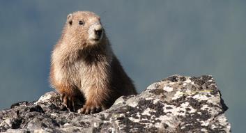 marmot-on-rock.jpg