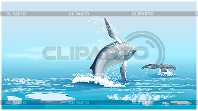 5511228-whales-in-northern-ocean.jpg