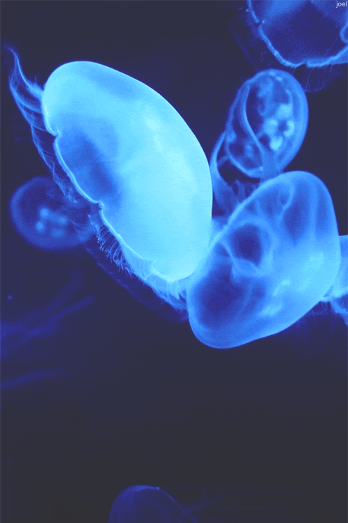 image_862703151332171267728.gif