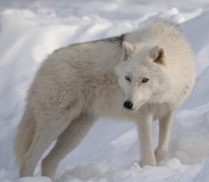 Arctic-Wolf.jpg