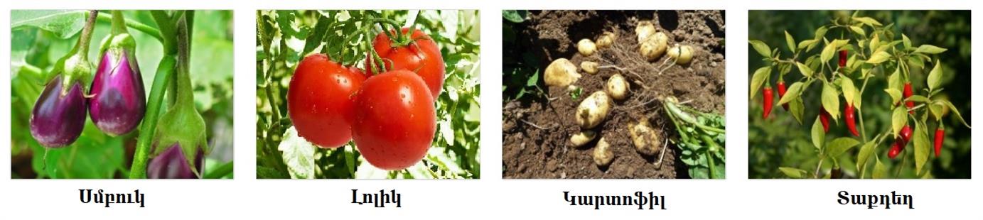 մորմազգի.jpg