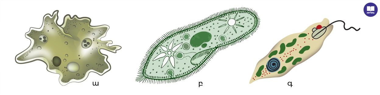 Կենսաբանություն (1)-w1265.png