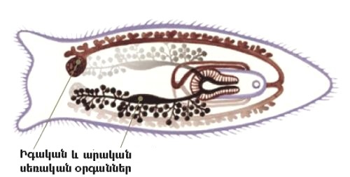 սեռական օրգաններ.jpg