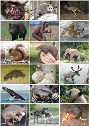 300px-Mammal_Diversity_2011.png