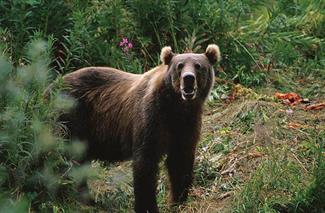 640px-Kodiak_Brown_Bear.jpg
