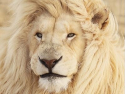 Արմեն Սարգսյան