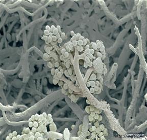 86457294_mold.jpg
