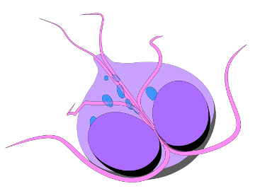 a-giardia-intestinalis-instala-se-no-intestino-delgado-doente-54b6e5848dcb1.jpg