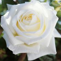 белая роза сорта-500x500.jpg