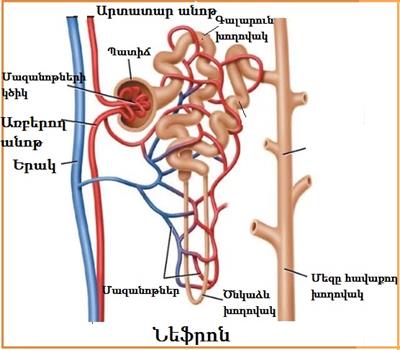 augmentasi tcd.jpg1984.jpg