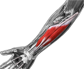 մատները ծալող.png