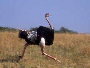 afrikanskih-strausov.jpg