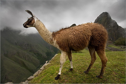 Lama.jpg