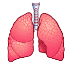 Imagen-animada-Pulmones-03.gif