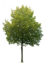 linden-tree-66.jpg