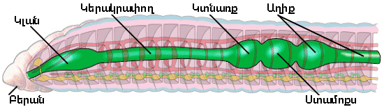 մարսողական.jpg