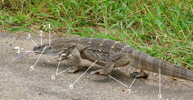 Варан-Varanus-albigularis.jpg
